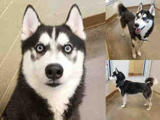 Alaskan Husky Dogs for adoption in Texas City, TX, USA