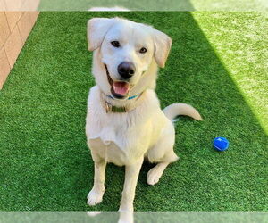 Labrador Retriever-Unknown Mix Dogs for adoption in Moreno Valley, CA, USA