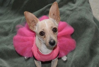 Chihuahua Dogs for adoption in Alta loma, CA, USA