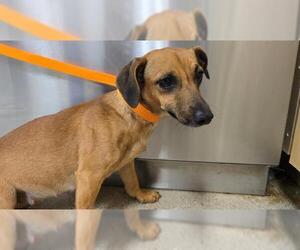 Chihuahua-Unknown Mix Dogs for adoption in Riverside, CA, USA