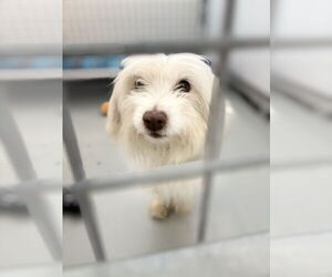 Maltese-Unknown Mix Dogs for adoption in Chico, CA, USA