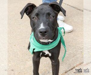 Labrador Retriever-Retriever  Mix Dogs for adoption in Washington, DC, USA
