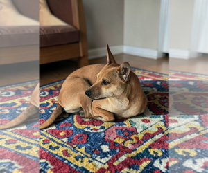 Chihuahua-Unknown Mix Dogs for adoption in McKinney, TX, USA