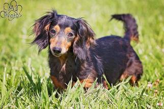 Dachshund Dogs for adoption in Pryor, OK, USA