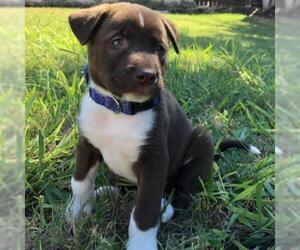 Medium Photo #1 German Shepherd Dog Puppy For Sale in Dallas, TX, USA