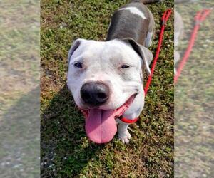 Mutt Dogs for adoption in St. Cloud, FL, USA