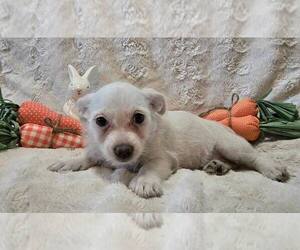 Mutt Dogs for adoption in Modesto, CA, USA
