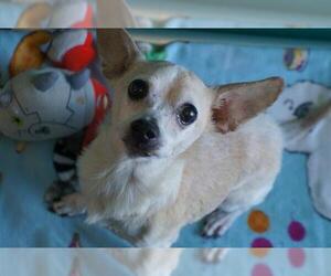Chihuahua Dogs for adoption in Norfolk, VA, USA
