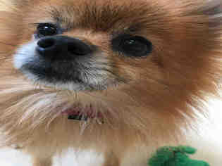Pomeranian Dogs for adoption in Center Township, PA, USA