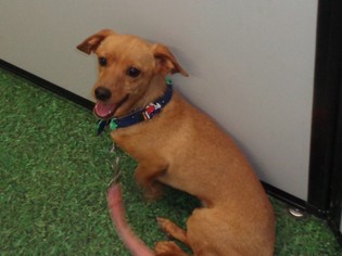 Dachshund Dogs for adoption in Golden Valley, AZ, USA