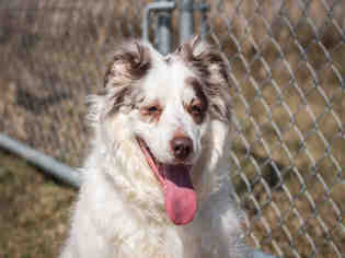 Australian Shepherd Dogs for adoption in Grasswood, Saskatchewan, Canada