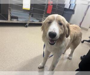 Great Pyrenees-Unknown Mix Dogs for adoption in Grand Prairie, TX, USA