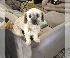 Shih Tzu-Unknown Mix Dogs for adoption in Oakhurst, NJ, USA