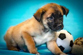 Medium Photo #1 Australian Shepherd Puppy For Sale in Walnutport, PA, USA