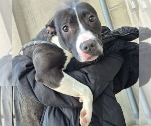 Mutt Dogs for adoption in Decatur, IL, USA