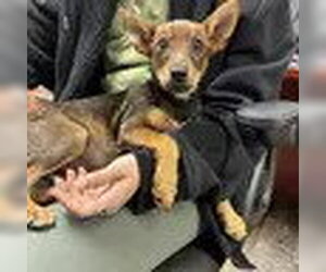 Chihuahua-Unknown Mix Dogs for adoption in Bristol, CT, USA