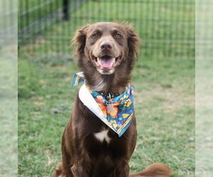 Boykin Spaniel-Unknown Mix Dogs for adoption in San Antonio, TX, USA