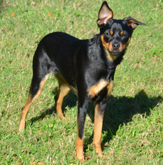 Miniature Pinscher Dogs for adoption in Englewood, FL, USA