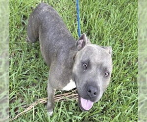 Staffordshire Bull Terrier Dogs for adoption in Houston, TX, USA