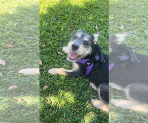 Mutt Dogs for adoption in Royal Palm Beach, FL, USA