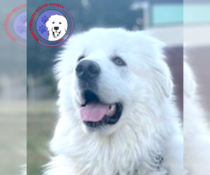 Great Pyrenees Dogs for adoption in Spring, TX, USA