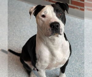 American Pit Bull Terrier Dogs for adoption in Edmond, OK, USA