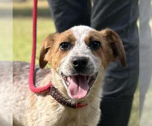 Mutt Dogs for adoption in Yardley, PA, USA