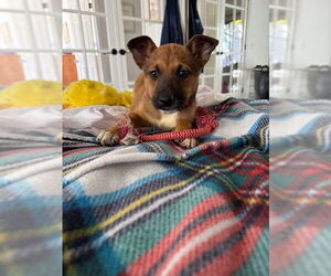 Mutt Dogs for adoption in San Juan Capistrano, CA, USA