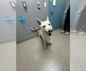 German Shepherd Dog-Siberian Husky Mix Dogs for adoption in Las Vegas, NV, USA