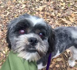 Shih Tzu Dogs for adoption in Clifton, TX, USA