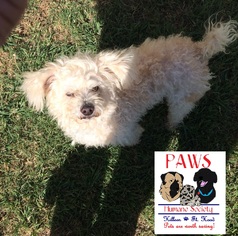 Poodle (Miniature) Dogs for adoption in Killeen, TX, USA