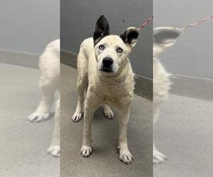 Siberian Husky-Unknown Mix Dogs for adoption in Las Vegas, NV, USA