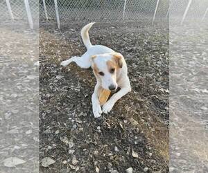 Brittany-Unknown Mix Dogs for adoption in Flora, IL, USA