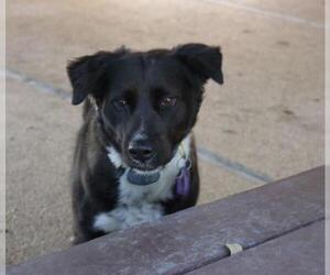 Border Collie Dogs for adoption in Bandera, TX, USA