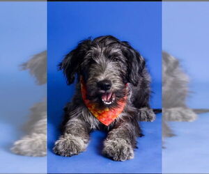 Mutt Dogs for adoption in Sandy, UT, USA