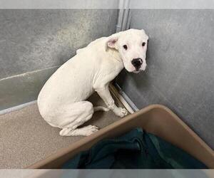 Dogo Argentino Dogs for adoption in HESPERIA, CA, USA