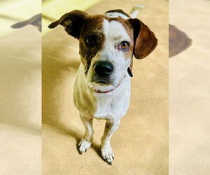 Mutt Dogs for adoption in Derwood, MD, USA