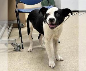 Labrador Retriever Dogs for adoption in Grand Prairie, TX, USA