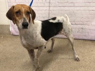 American Foxhound Dogs for adoption in Tavares, FL, USA