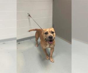 American Pit Bull Terrier-Unknown Mix Dogs for adoption in St. Cloud, FL, USA