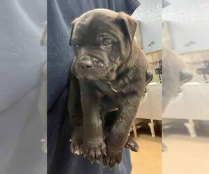 Catahoula Leopard Dog-Labrador Retriever Mix Dogs for adoption in New York, NY, USA