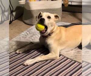 Labrador Retriever-Unknown Mix Dogs for adoption in Scottsboro, AL, USA
