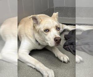Siberian Husky-Unknown Mix Dogs for adoption in Las Vegas, NV, USA