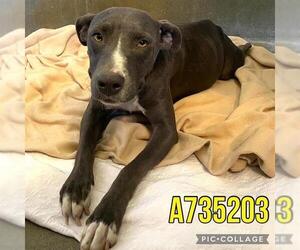 American Staffordshire Terrier-Unknown Mix Dogs for adoption in San Antonio, TX, USA