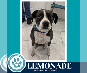 Boston Terrier-Unknown Mix Dogs for adoption in Kimberton, PA, USA