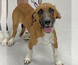 Basset Hound-Unknown Mix Dogs for adoption in Washington, DC, USA