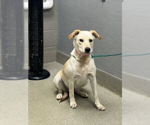 Labrador Retriever-Unknown Mix Dogs for adoption in Las Vegas, NV, USA