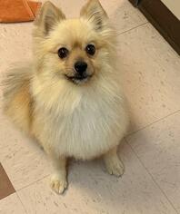 Pomeranian Dogs for adoption in Bemidji, MN, USA