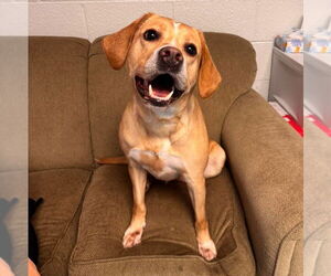 Labrador Retriever-Unknown Mix Dogs for adoption in Muskegon, MI, USA