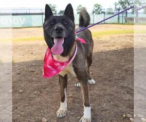 Akita Dogs for adoption in San Antonio, TX, USA
